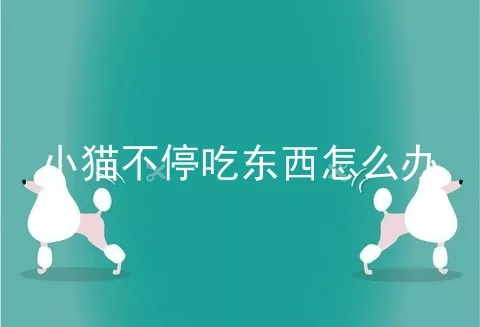 小猫不停吃东西怎么办