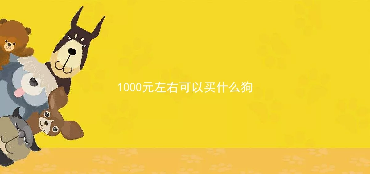 1000元左右可以买什么狗