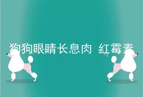 狗狗眼睛长息肉 红霉素