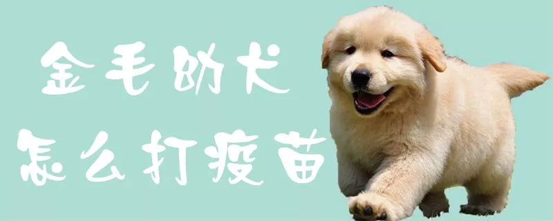 金毛幼犬怎么打疫苗1