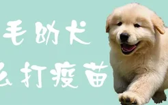 金毛幼犬怎么打疫苗