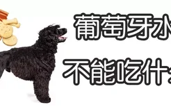 葡萄牙水犬不能吃什么