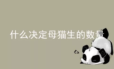 什么决定母猫生的数量