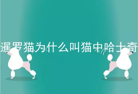 暹罗猫为什么叫猫中哈士奇