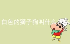 白色的狮子狗叫什么名字