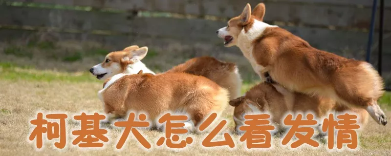 柯基犬怎么看发情