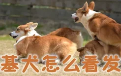 柯基犬怎么看发情