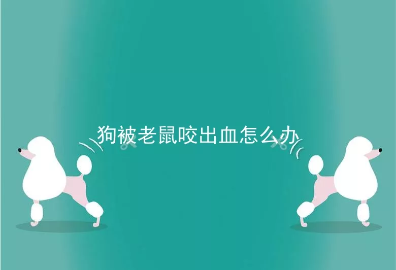 狗被老鼠咬出血怎么办