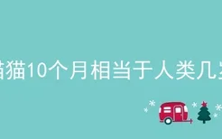 猫猫10个月相当于人类几岁