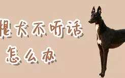 灵提犬不听话怎么办