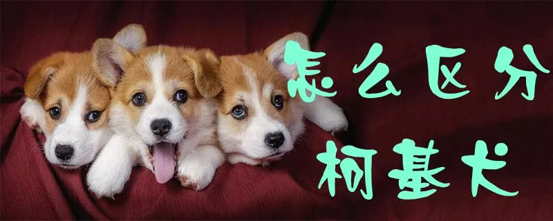 怎么区分柯基犬