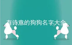 有诗意的狗狗名字大全