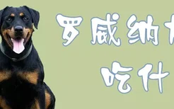 罗威纳犬吃什么