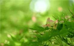 天堂鸟什么时候开花?花期多长?