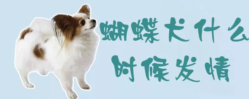 蝴蝶犬什么时候发情1