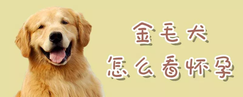 金毛犬怎么看怀孕