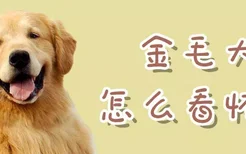 金毛犬怎么看怀孕