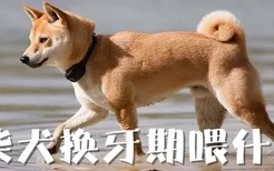 柴犬换牙期喂什么