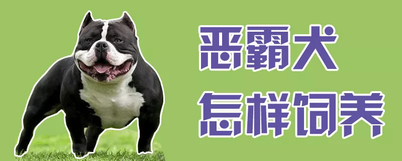 恶霸犬怎样饲养