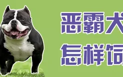 恶霸犬怎样饲养