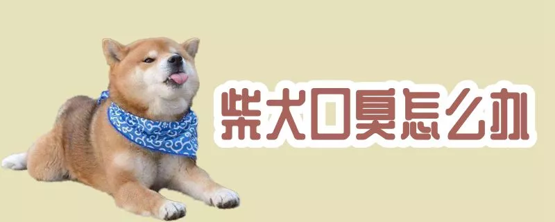 柴犬口臭怎么办