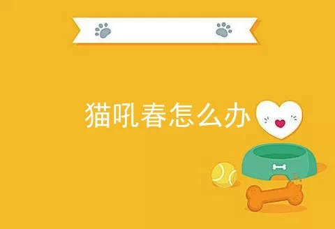 猫吼春怎么办