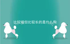 比较矮但比较长的是什么狗