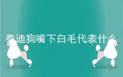 泰迪狗嘴下白毛代表什么