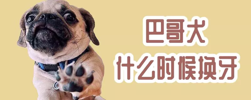 巴哥犬什么时候换牙