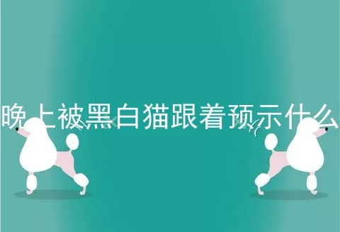 晚上被黑白猫跟着预示什么