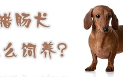 腊肠犬怎么饲养