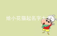 给小花猫起名字大全