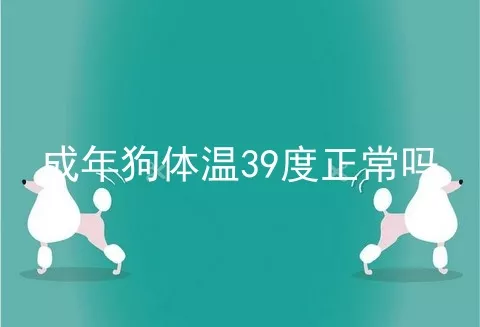 成年狗体温39度正常吗