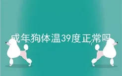 成年狗体温39度正常吗