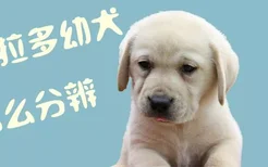 拉布拉多幼犬怎么分辨