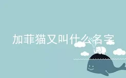 加菲猫又叫什么名字