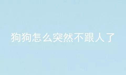 狗狗怎么突然不跟人了