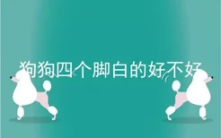 狗狗四个脚白的好不好