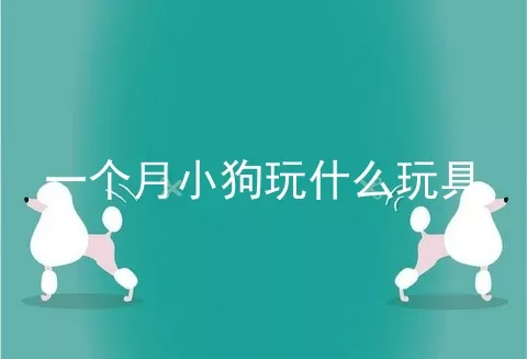 一个月小狗玩什么玩具