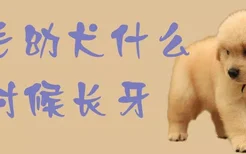 金毛幼犬什么时候长牙