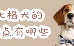 比格犬的缺点有哪些