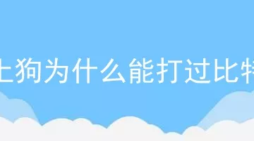 土狗为什么能打过比特