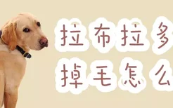 拉布拉多犬掉毛怎么办