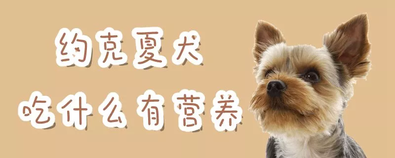 约克夏犬吃什么有营养