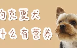 约克夏犬吃什么有营养