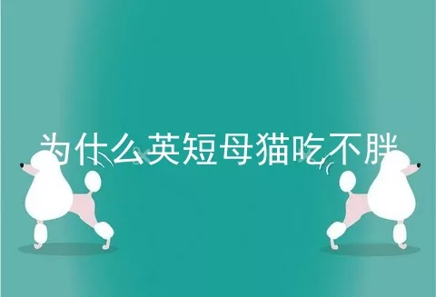 为什么英短母猫吃不胖