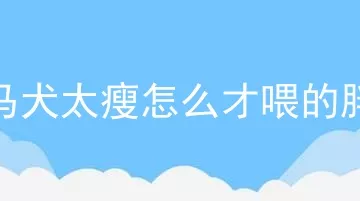 马犬太瘦怎么才喂的胖