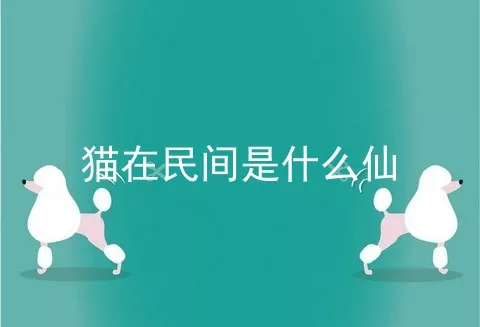 猫在民间是什么仙