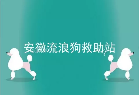 安徽流浪狗救助站