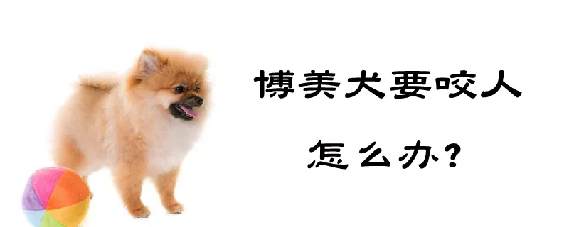 博美犬要咬人怎么办